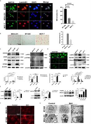 Autophagy-Mediated Clearance of Free Genomic DNA in the Cytoplasm Protects the Growth and Survival of Cancer Cells